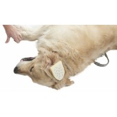 Compressa otoematoma sterile