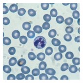 Colorante MGG quick stain