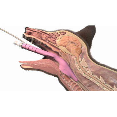 V-gel Advanced per cani